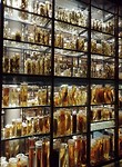 Museum fur naturkunde