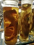 Museum fur naturkunde