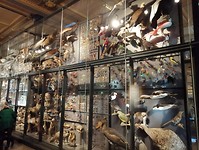 Museum fur naturkunde