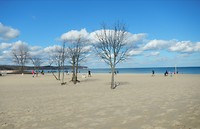 Zelfs bomen op het strand.