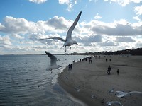 Sopot