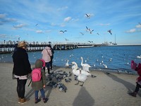 Zwanen in de zee😳