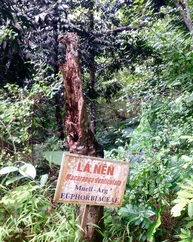 Veel bijzondere bomen on Nat. Park.