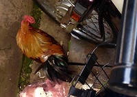 Red Rooster live and picking!
