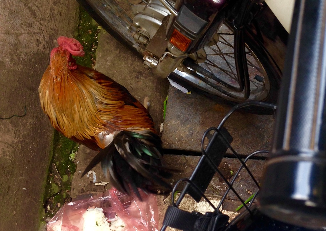 Red Rooster live and picking!