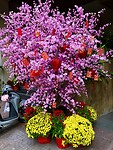 Tet boom