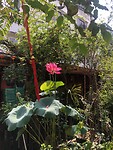 Lotus bloeit