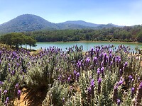 Lavendel park