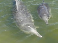 Dolfijnen Tin Can Bay