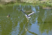 reiger, maar dan net te laat