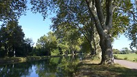 platanen waken over het water