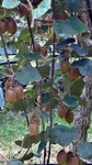 kiwiplantages