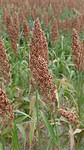 quinoa
