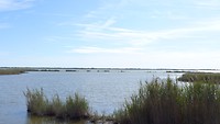 Camargue