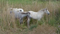 3 paarden...’