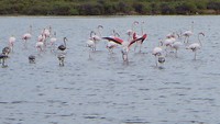 flamingo’s met bedenkelijke lens getrokken