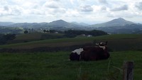 Jojo-landschap met koe