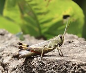 IMG_1871