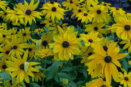 sunflowers