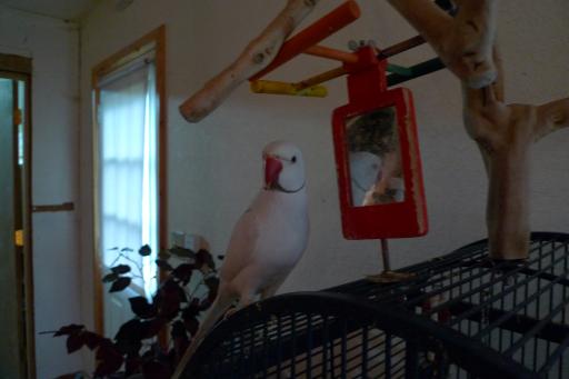 Parakeet