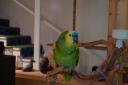 Parakeet 2