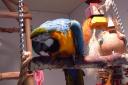 Parrot