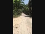 Op onverharde wegen langs de palmbomen