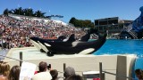Orka show