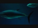 Monterey Aquarium