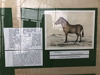 Przewalski