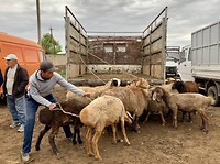 Paardenmarkt laden