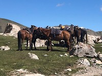 Paarden meer