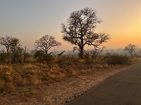 Zonsopgang bij Skukuza