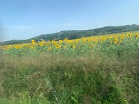 Zonnenloem