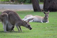 Joey in the pouch