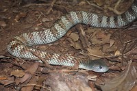 A very venomous snake