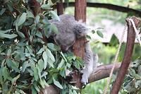 Zo moe deze koala!