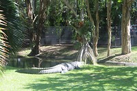 Een zoutwaterkrokodil van 5 meter lang