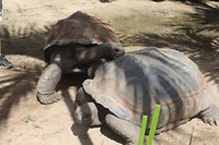 Schildpadden uit Queensland