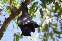 Flying fox