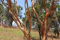 Rode Eucalyptus bomen