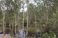 Swamp