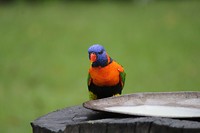 Birdfeeding