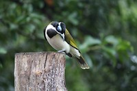 Birdfeeding