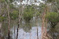 Kakadu swamp