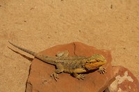 Lizard