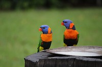 Rainbow Lorikeet
