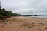 Darwin strand