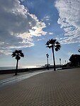 Palmbomen