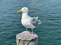 IMG_4548